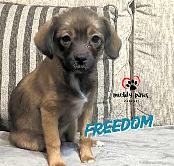 Photo of Patriotic Litter:  Freedom - Adoption Pending