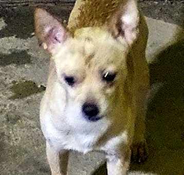 Photo of Oscar
