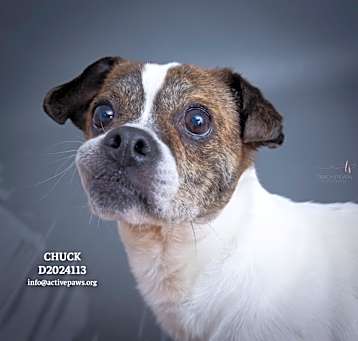 Photo of Chuck