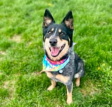 Photo of Rockie
