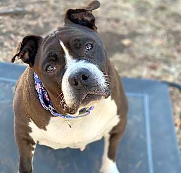 Photo of Gertie