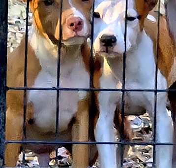 Photo of Pitbull Puppies 9 ea