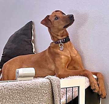 Photo of Lulu