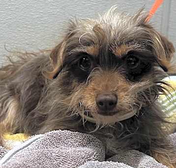 Photo of Muppet