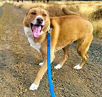 Photo of Chip