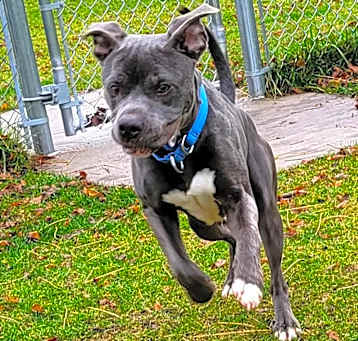 Photo of Apollo