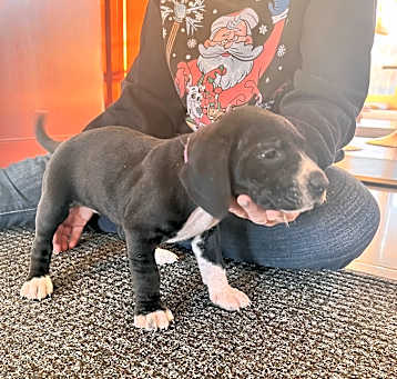 Photo of Harley-Quinn (Purple Collar)