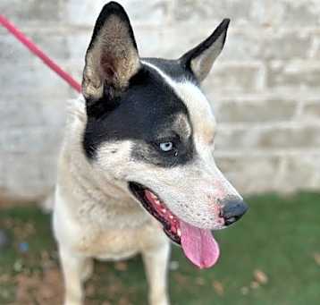 Photo of PATCH