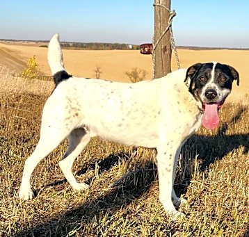 Photo of Oreo