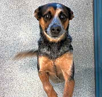 Photo of Ziggy (Brumby)