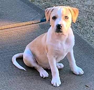 Photo of Ranger