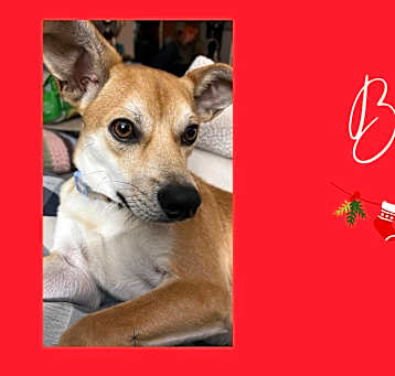 Photo of Bam