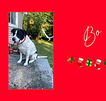 Photo of Bojangles
