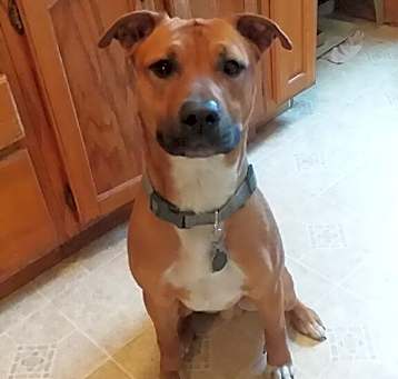 Photo of Scooby Doo
