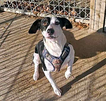 Photo of WISHBONE
