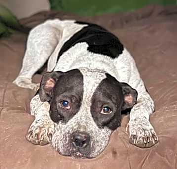 Photo of Oreo