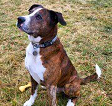 Photo of Bruiser