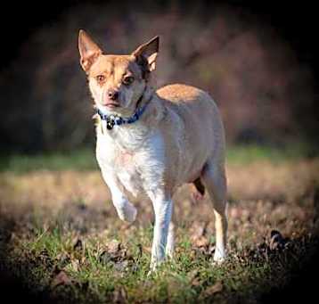Photo of Tanner