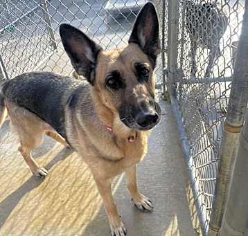 Photo of Honey