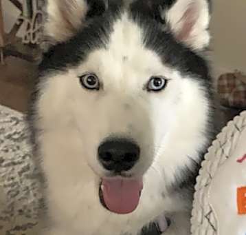 Photo of Skye