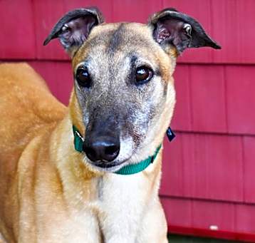 Photo of Otto