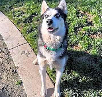 Photo of Bulka