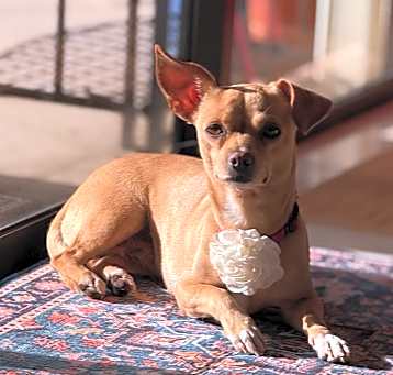 Photo of Baby Callie
