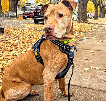 Photo of Rusty