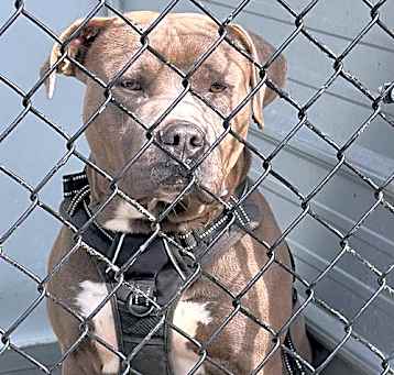 Photo of Blue in Emporia VA
