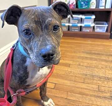 Photo of Rocky in Emporia VA