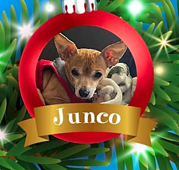 Photo of Junco