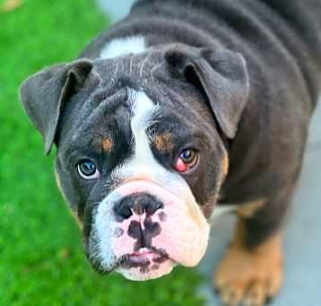 Photo of Hippo