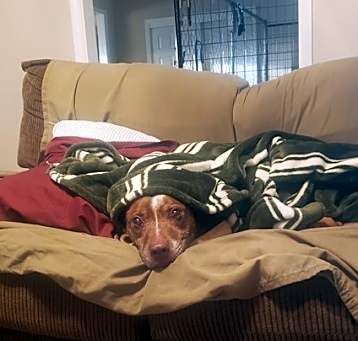 Photo of Bosley