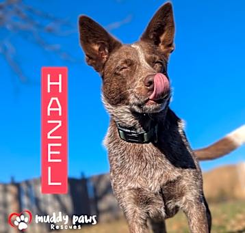 Photo of Hazel (Courtesy Post)