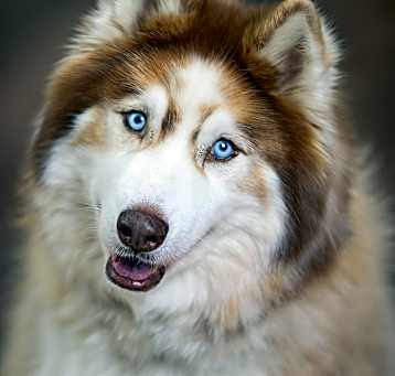 Photo of Baily
