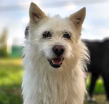 Photo of Milo