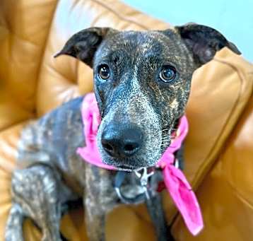 Photo of Nabila the Gentle Snugglenugget