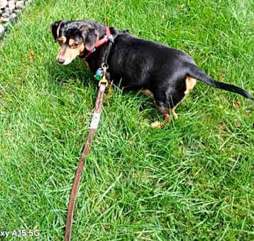 Photo of Oliver 2