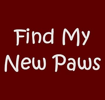 Photo of z Find My New Paws