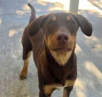 Photo of Cinnamon
