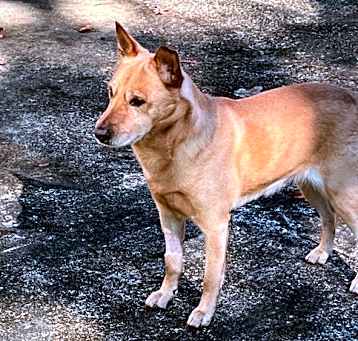 Photo of BRUTUS
