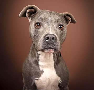 Photo of Ares