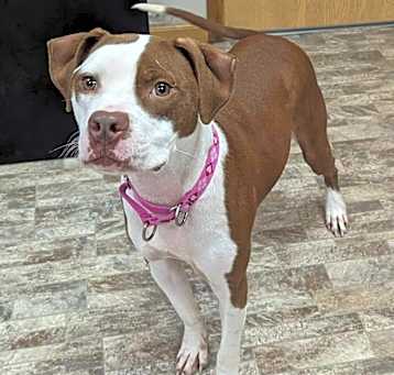 Photo of Diesel