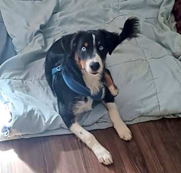 Photo of Blaze