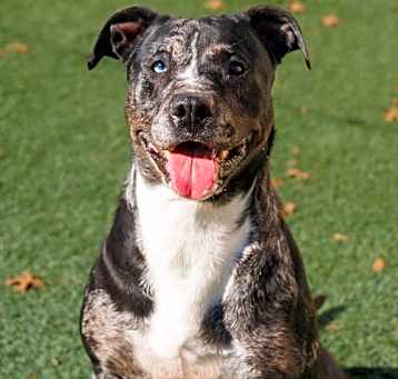 Photo of Roxi - In Foster