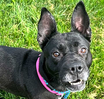 Photo of CeeCee - IN FOSTER
