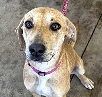 Photo of Honey