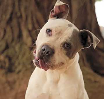 Photo of Lucky