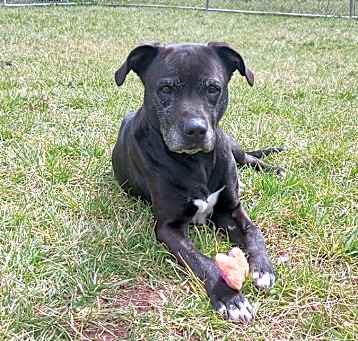 Photo of Kensington - Adoptable Awaiting S/N