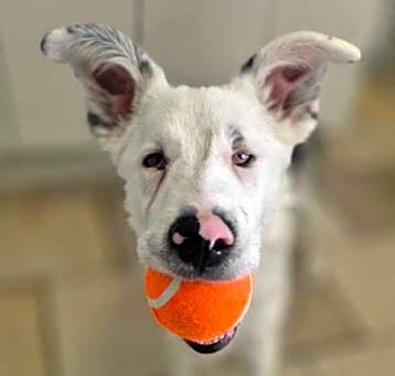 Photo of Nivea ***FOSTER HOME***